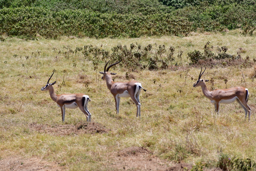 Amboseli Nat. Reserve